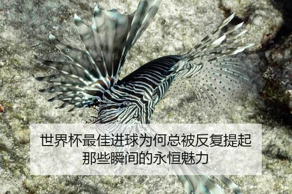 shi-jie-bei-zui-jia-jin-qiu-wei-he-zong-bei-fan-fu-ti-qi-na-xie-shun-jian-de-yong-heng-mei-li-2-113.jpg